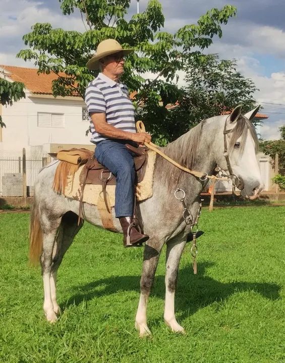 DISPONÍVEL | Cavalo tordilho calçado, 5 anos  - Foto 2