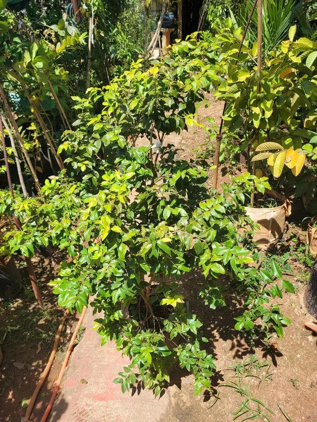 Mudas frutíferas enxertadas  - Foto 5