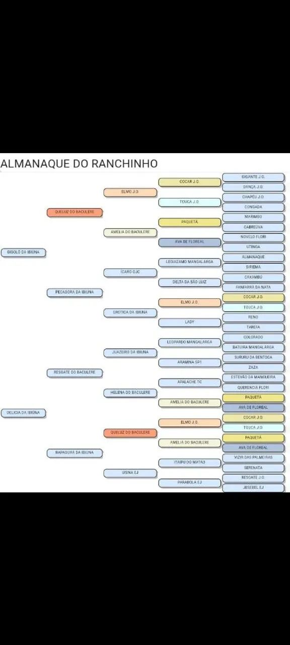 Garanhão Mangalarga  - Foto 3