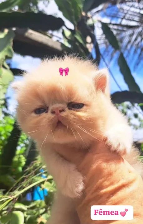 Gato Persa Macho & Fêmea 