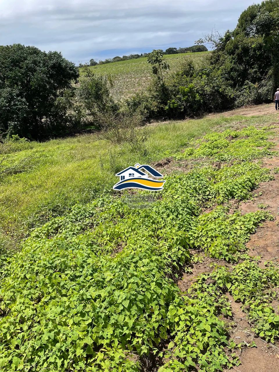 02 hectares de terra limpa. Há 1,5 km do centro do conde. - Foto 4