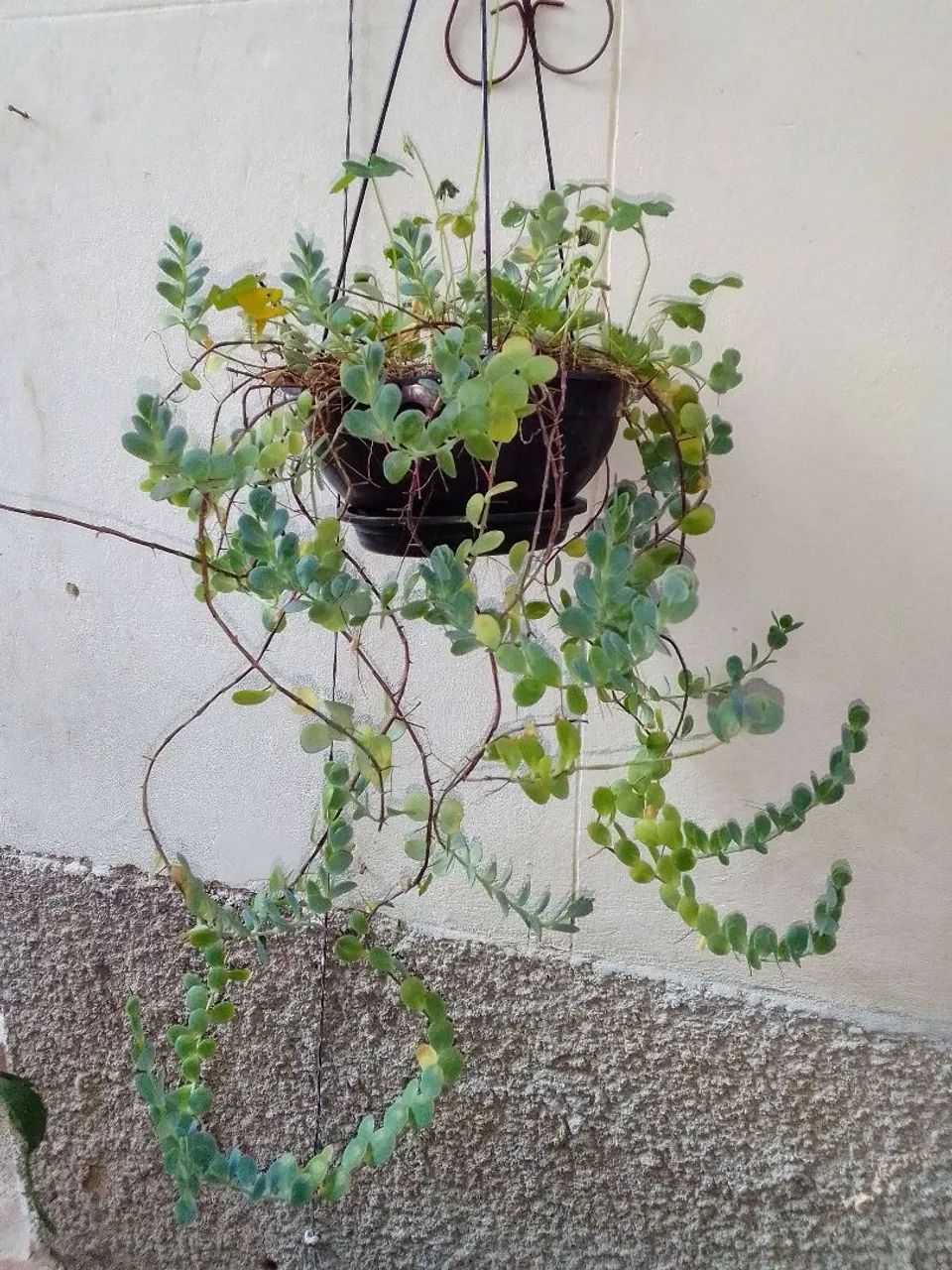 Planta: Dischidia nummularia (ou popularmente colar de moedas) - Foto 3