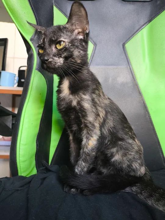 Filhote disponível para adoção responsável 