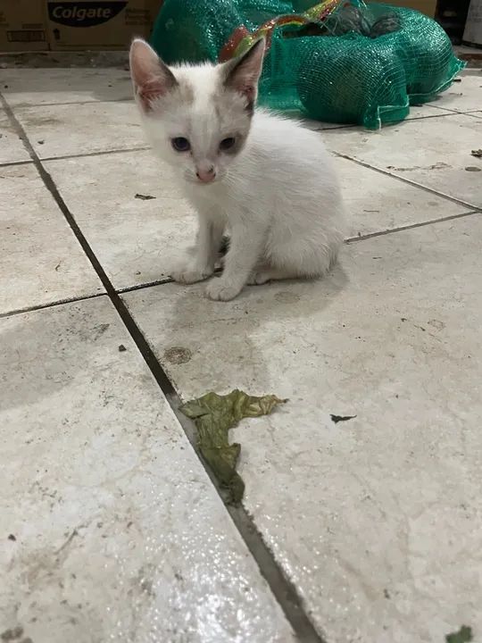 Gatinho - Foto 3