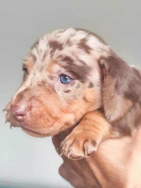  Dachshund Mini Arlequim chocolate - Foto 2