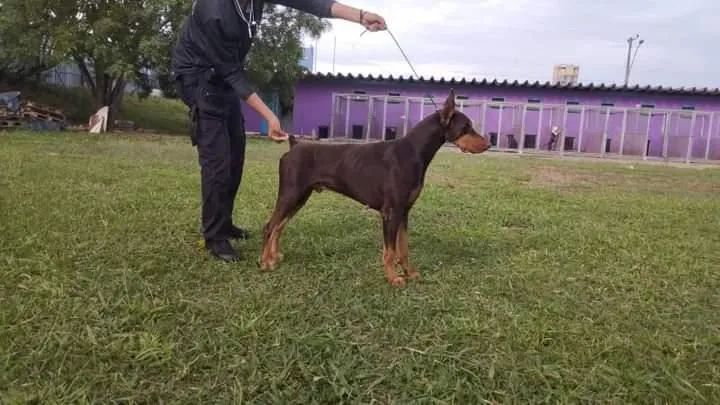Filhote de Doberman  - Foto 4