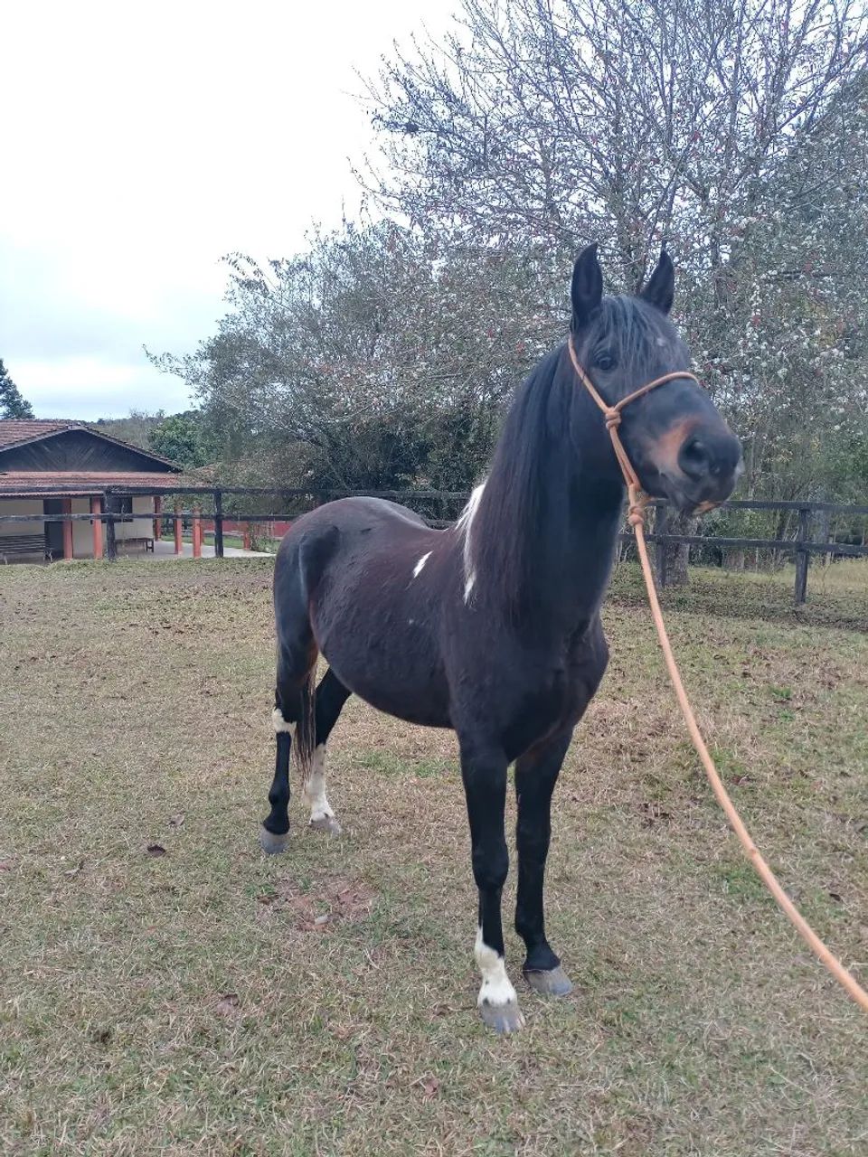 Garanhão MM preto pampa registrado - Foto 6