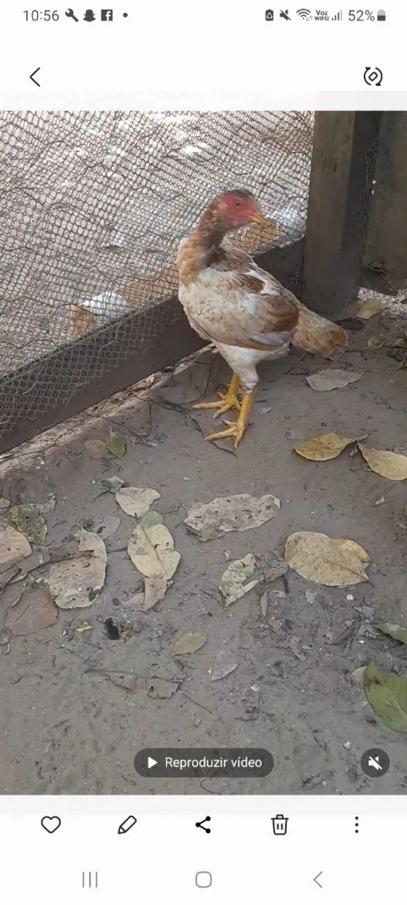 Franga índio boiadeiro