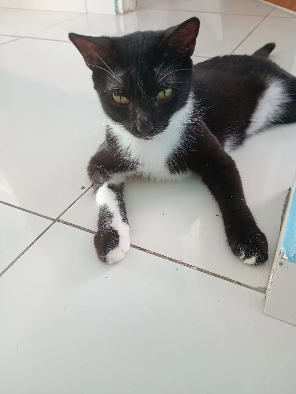Gatinha Castrada para Adoção