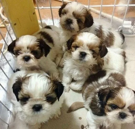 shihtzu- seu novo companheiro esperando voce