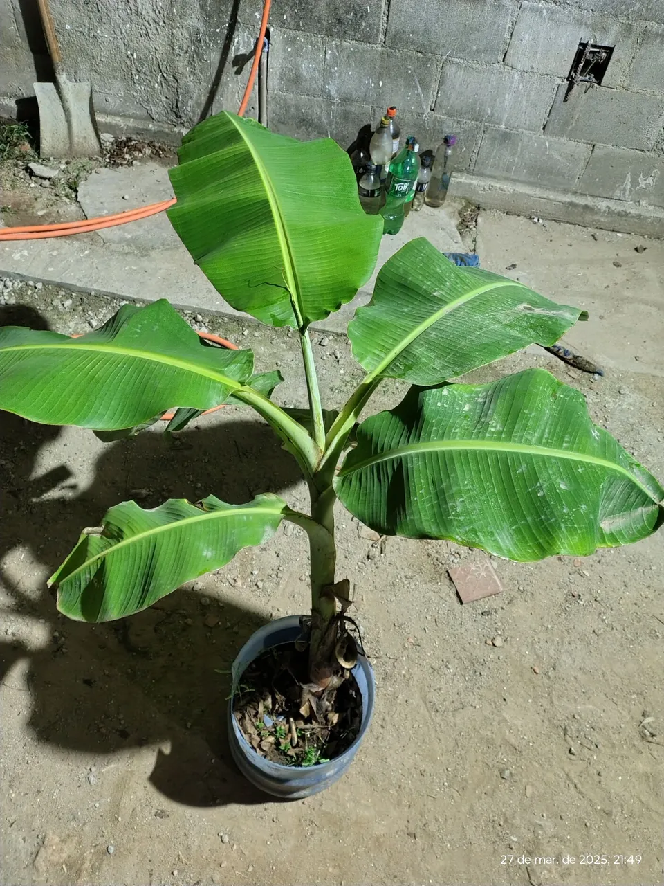Muda de banana prata