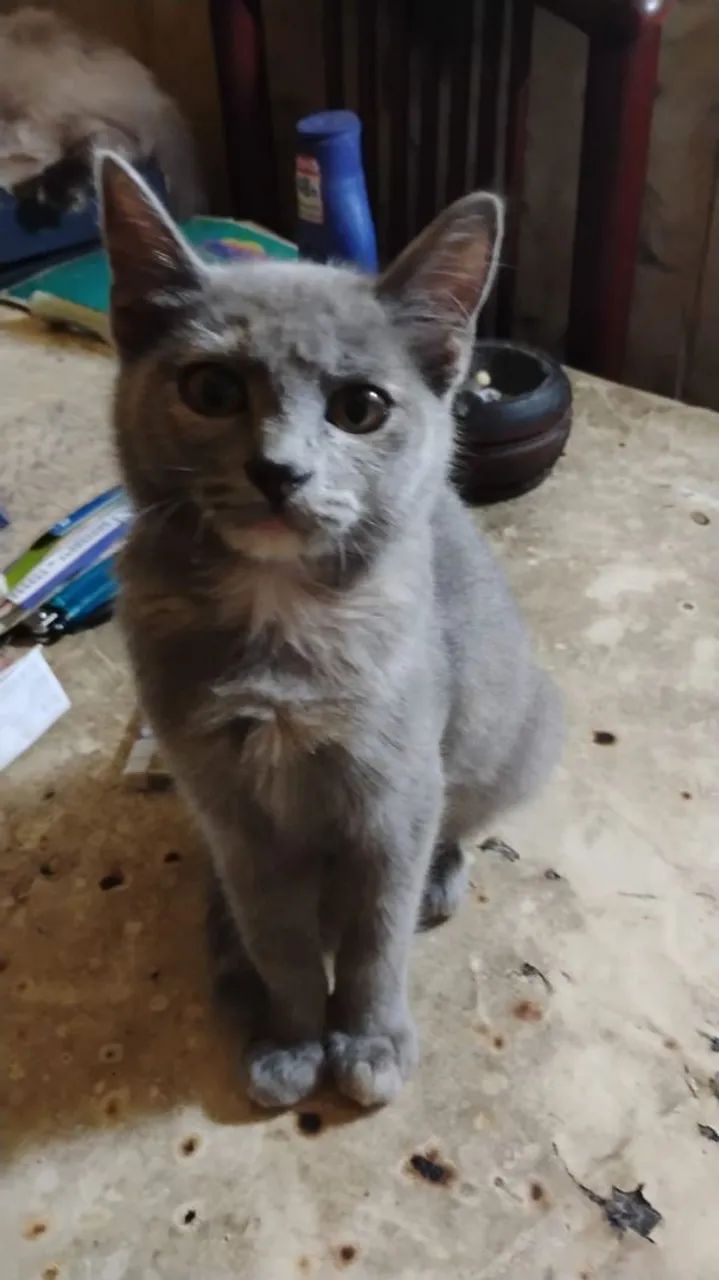 Gatinho cinza fofinho para adoção