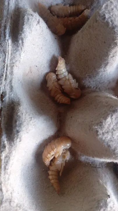 50 Pupas de tenebrio gigante - Foto 3