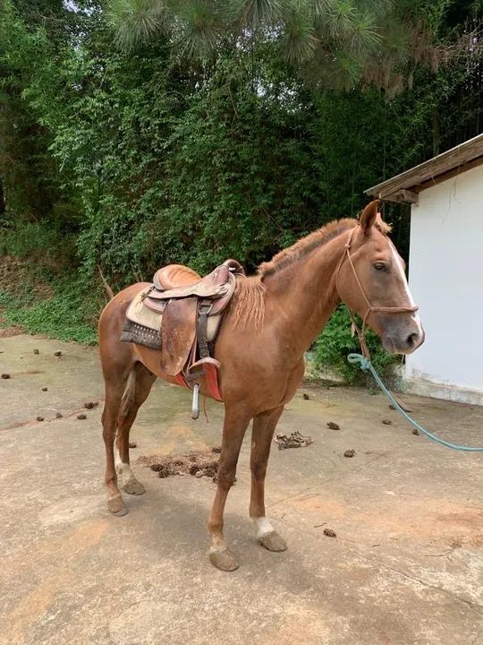 Cavalo para venda - Foto 4