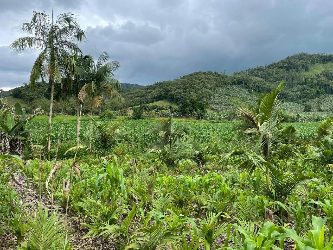 Terreno / Lote à venda, Garibaldi - Jaraguá do Sul/SC - Foto 2