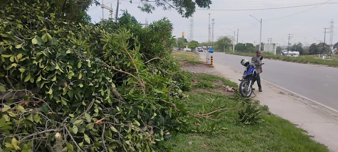 Poldagem de árvores e limpeza em geral...... - Foto 5
