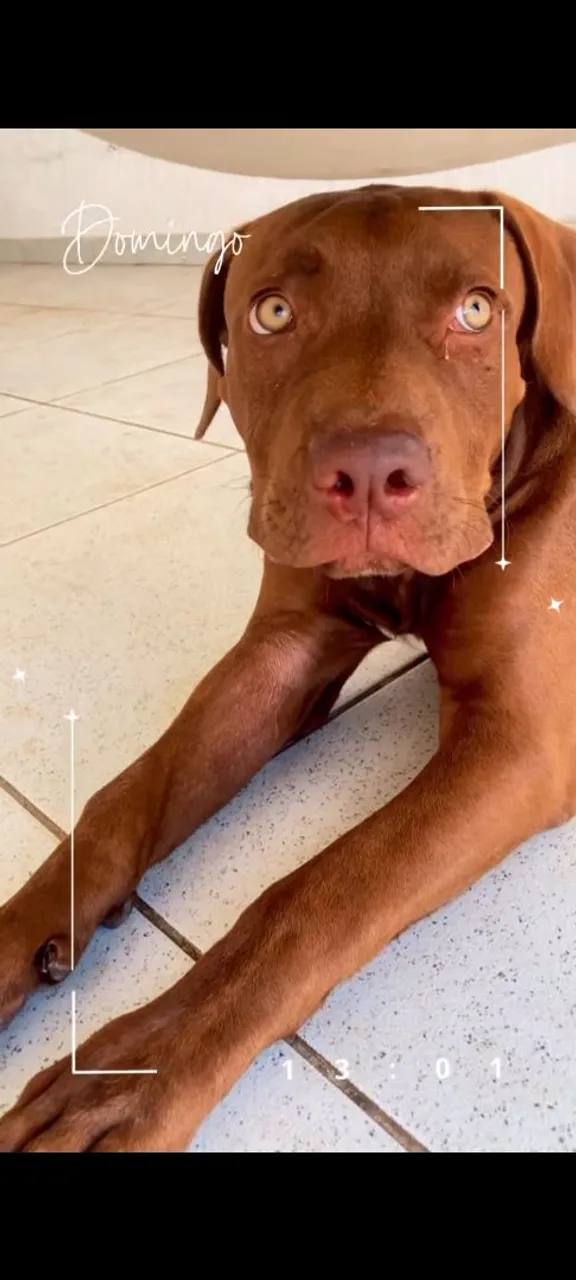 Pitmonster 