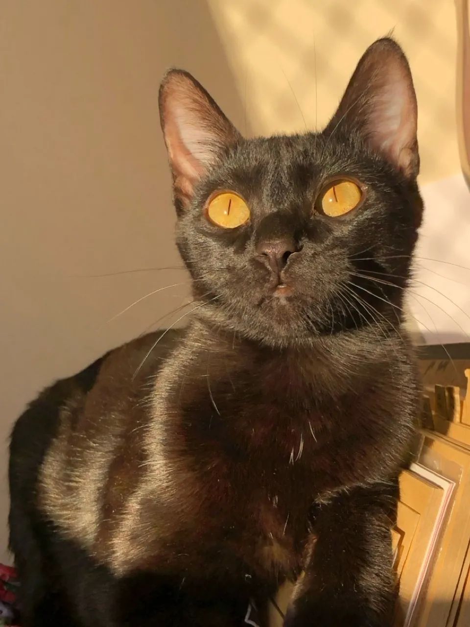 Adoção responsável de gato