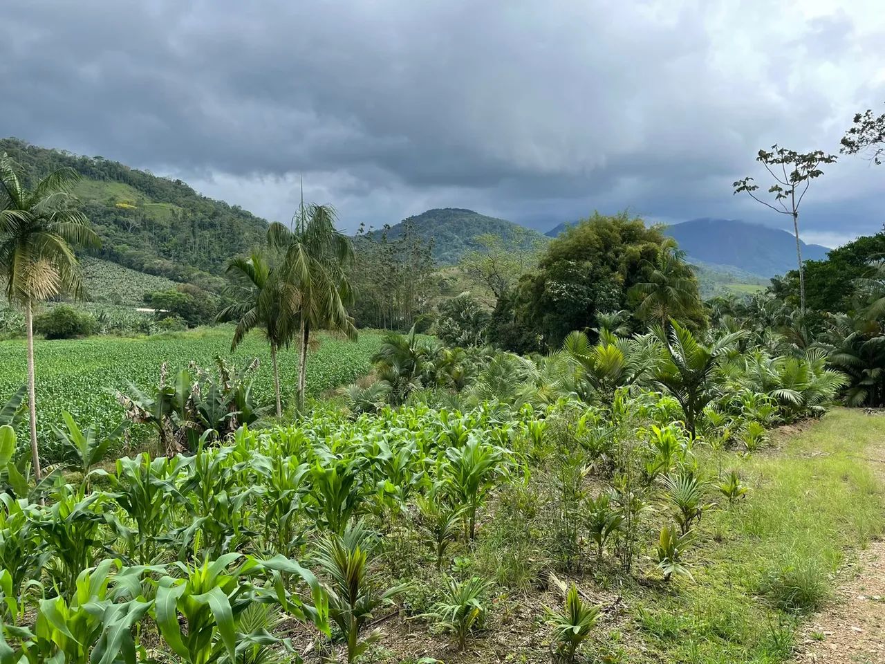 Terreno / Lote à venda, Garibaldi - Jaraguá do Sul/SC - Foto 3