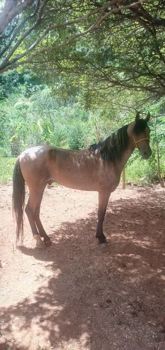 Cavalo rosilho diferenciado  - Foto 2