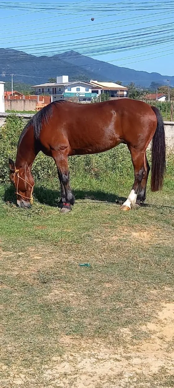 Cavalo para venda