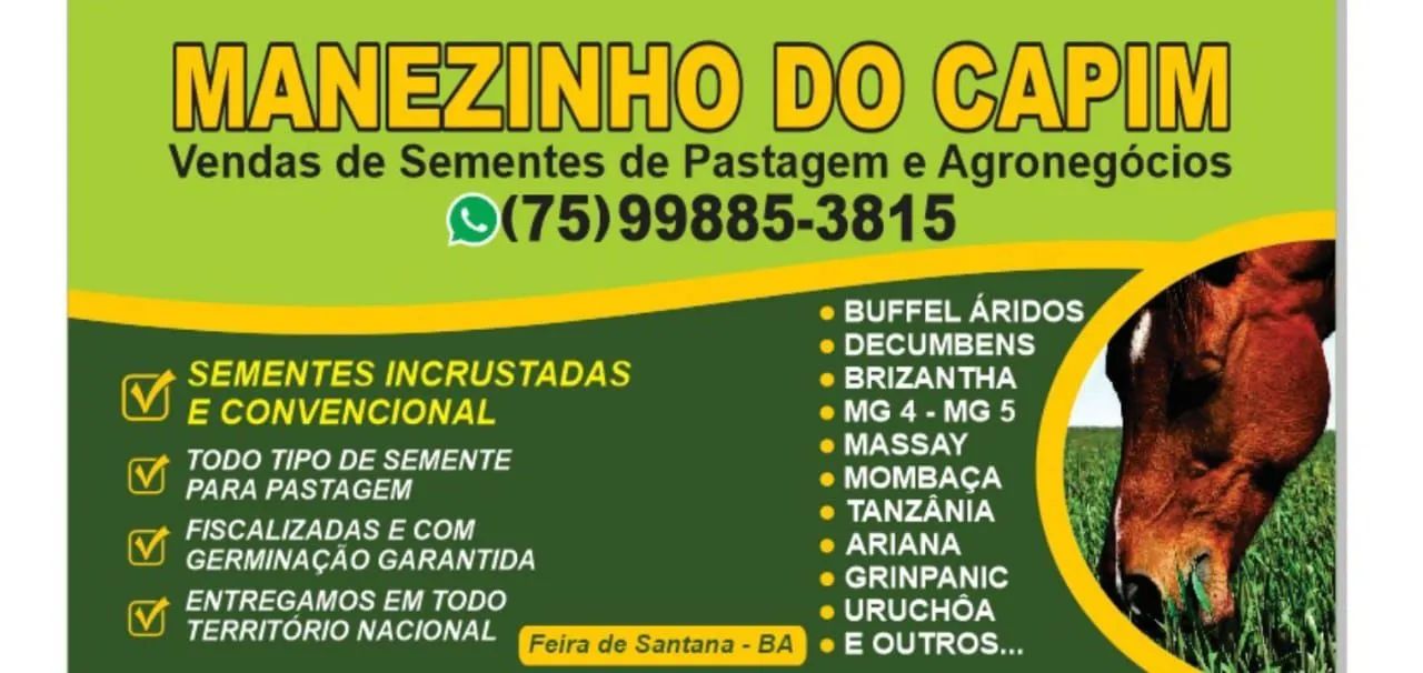 Sementes de capim para pastagem - Foto 2