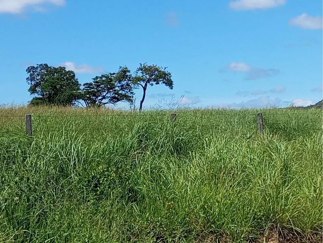 Fazendas em todo o ?  - Foto 4