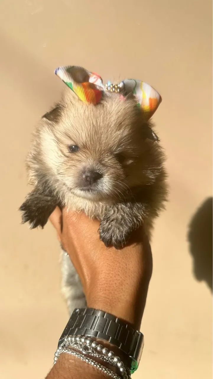 Spitz Alemão Fêmea - Foto 4