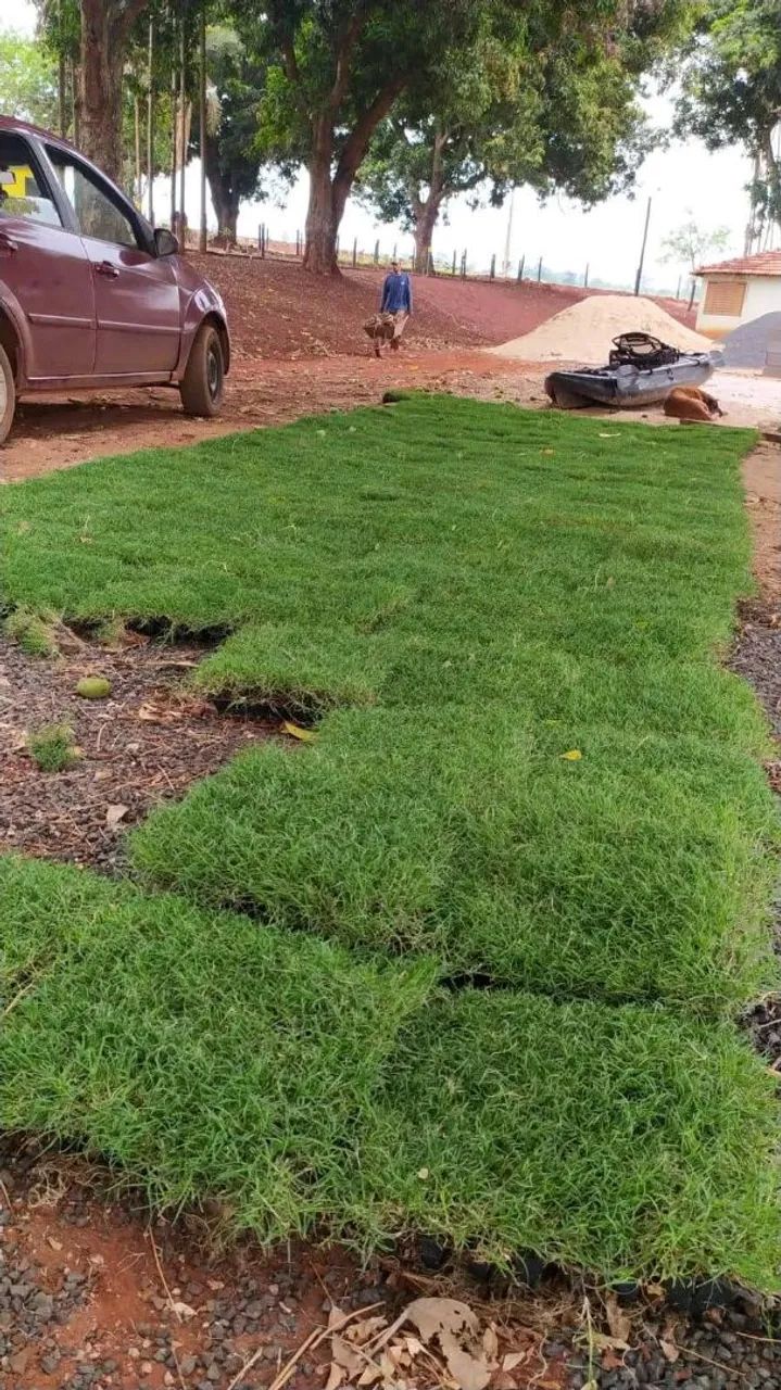 Gramado em processo de plantio - Foto 3