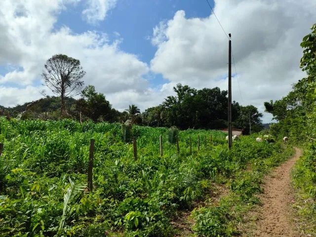Fazenda em Vargem Grande-MA - Foto 5