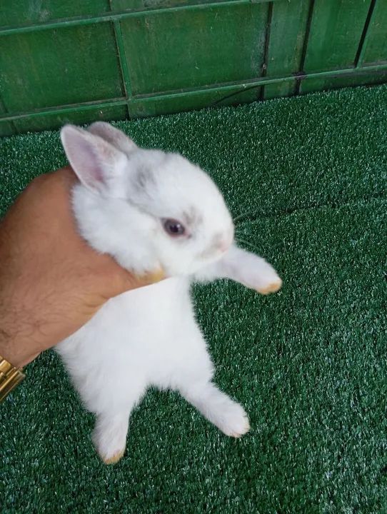 Coelhinho anão Netherland  - Foto 5