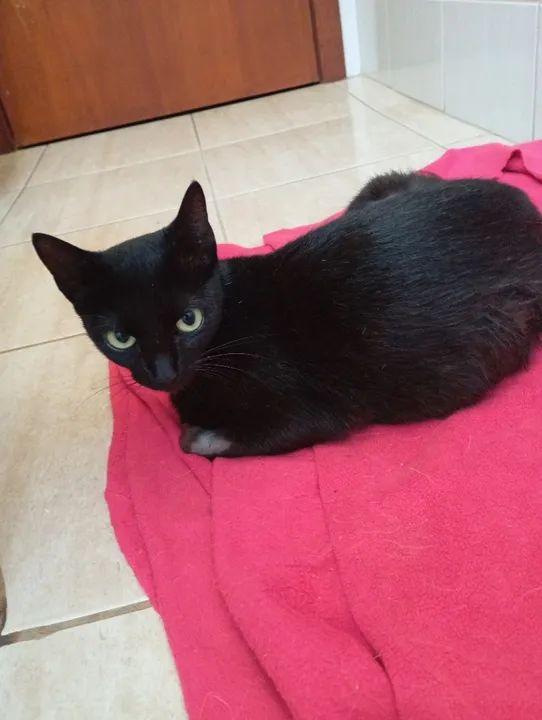 Gata preta linda para adoção somente lar telado - Foto 2