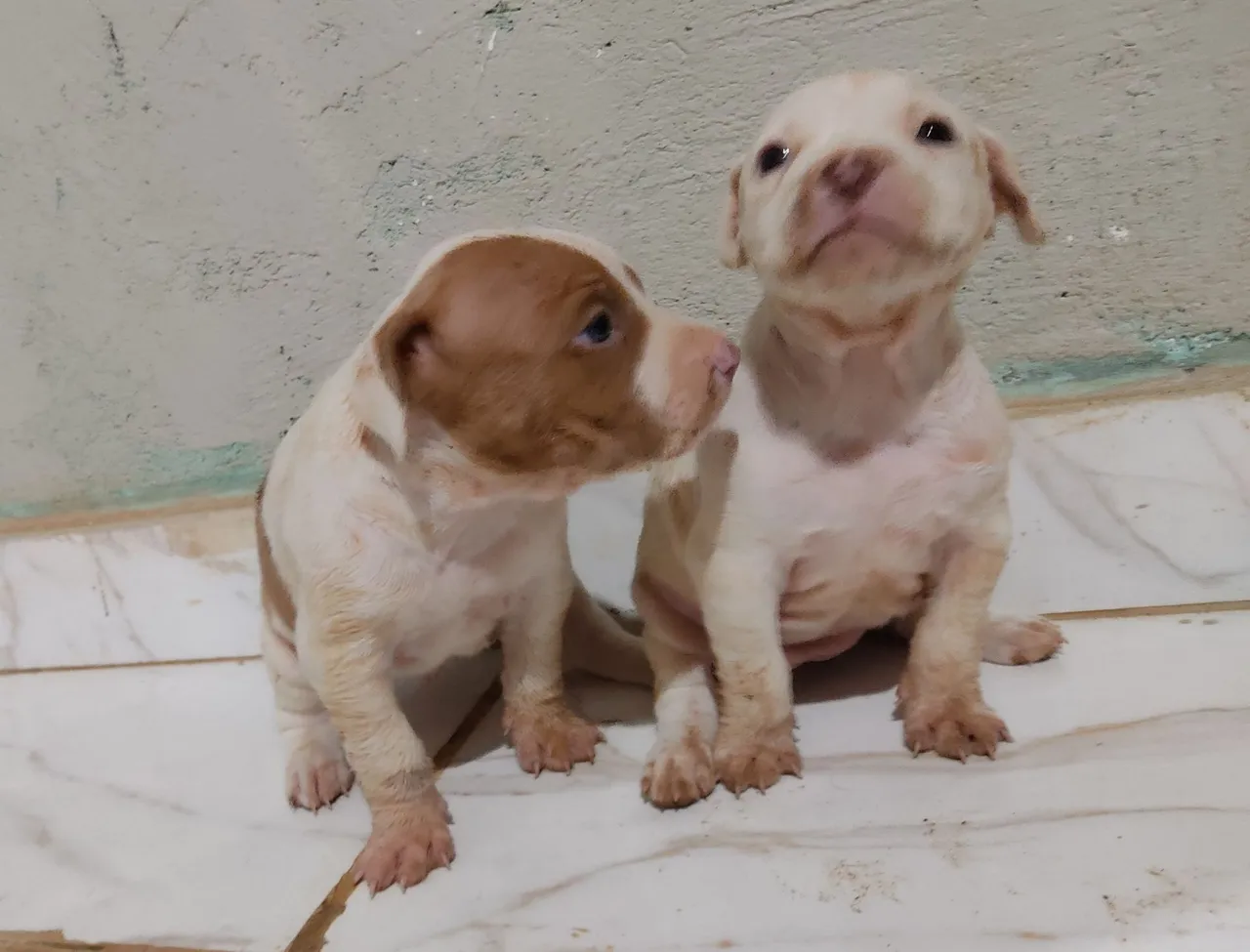 Casal de Filhotes de Pitbull Americano m