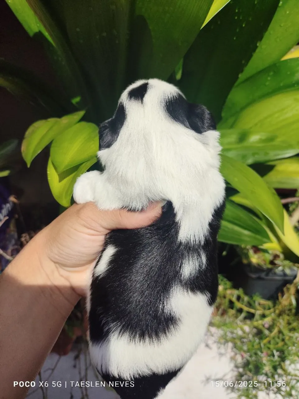 Filhote de shih Tzu macho