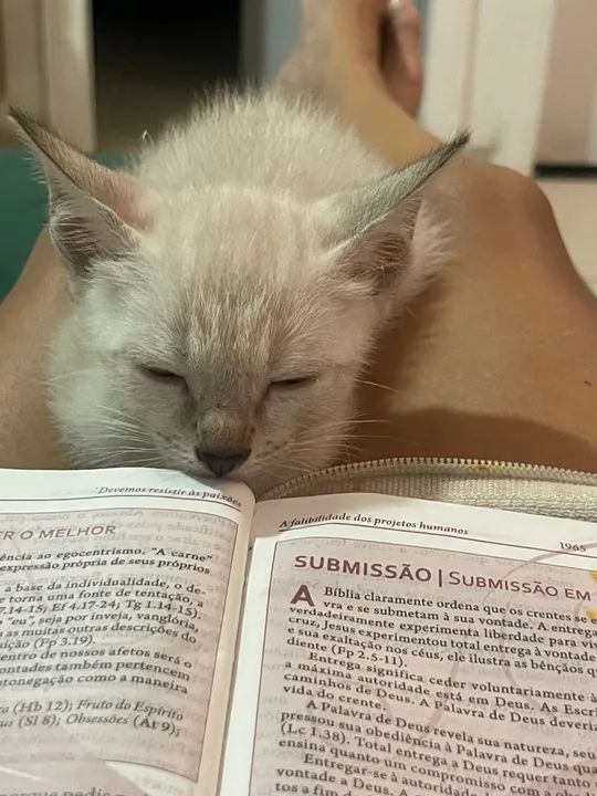 Gatinho branco lindo e dócil para adoção - Foto 3