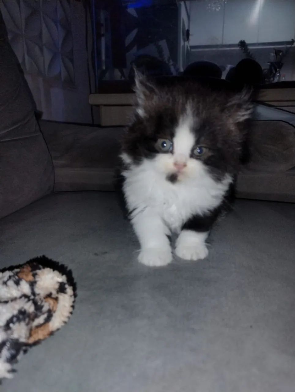 Gatinhos persa macho  - Foto 2