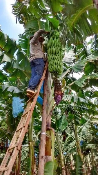 Mudas de Banana da Terra Maranhão