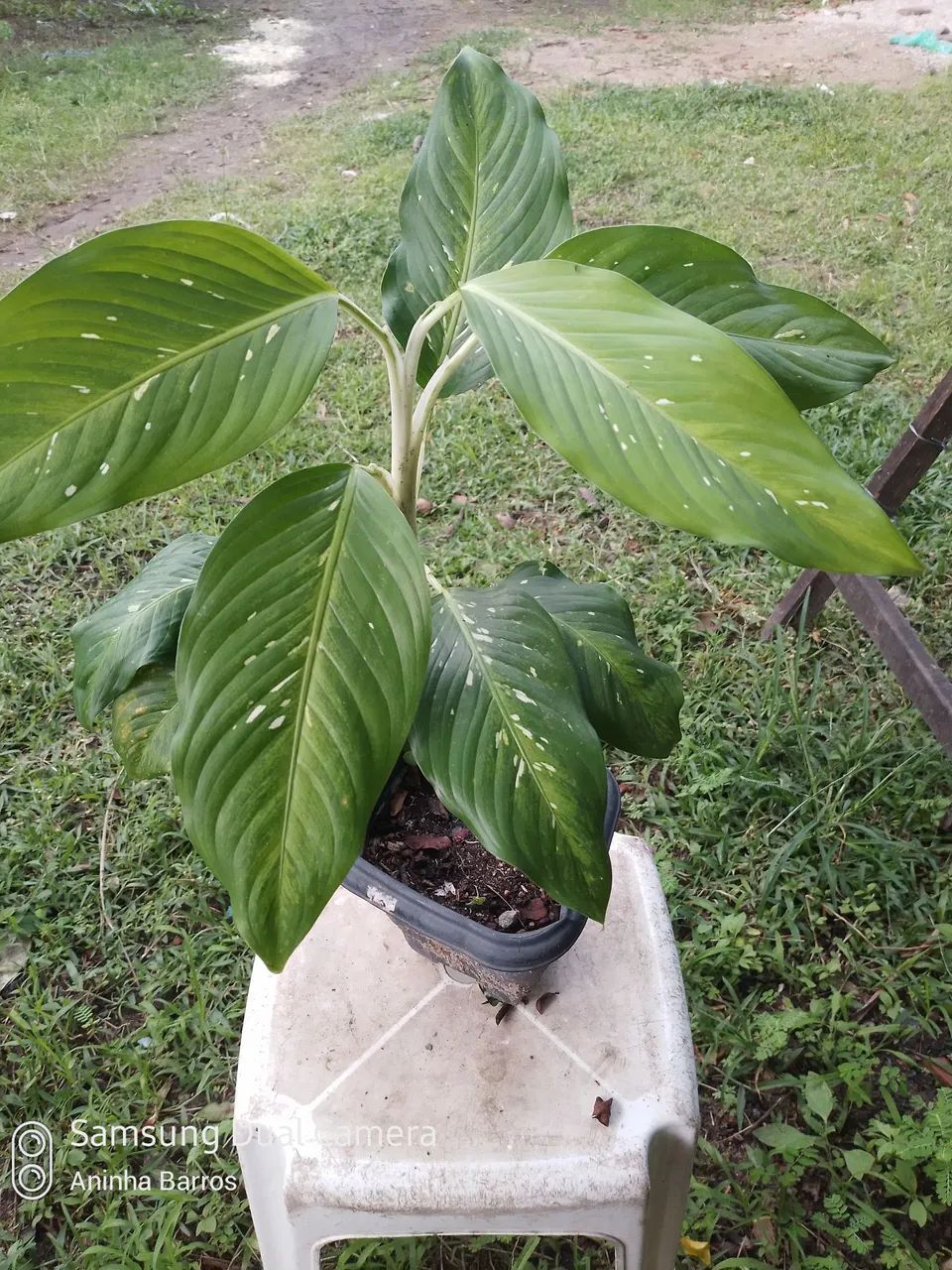 Comigo ninguém pode 