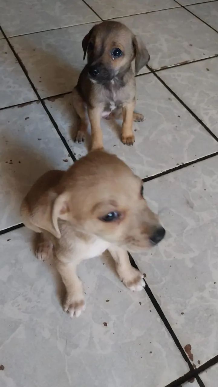 Macho e Fêmea/castração garantida  - Foto 4