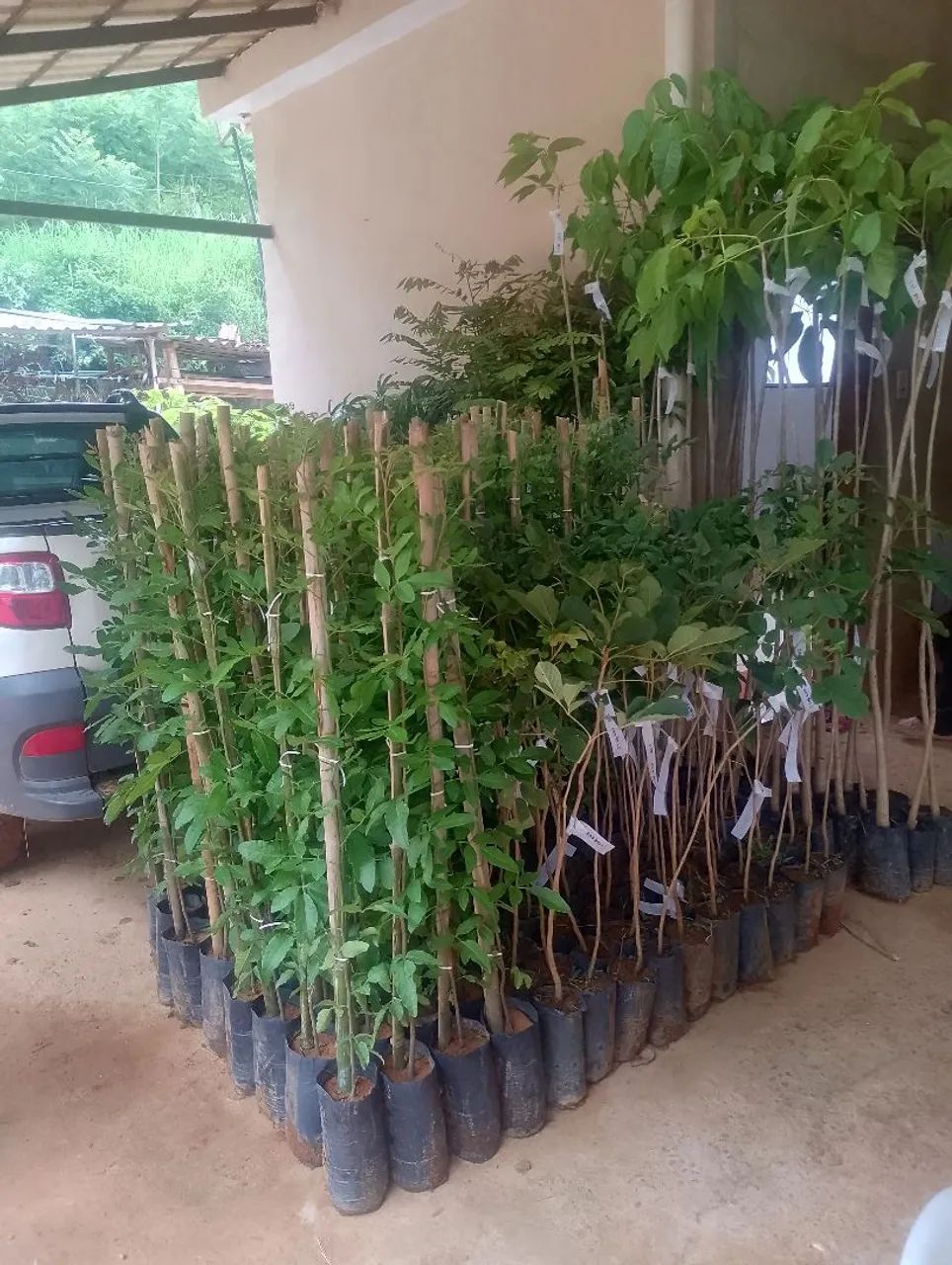 Mudas para Reflorestamento 1.20 Metro - Foto 2