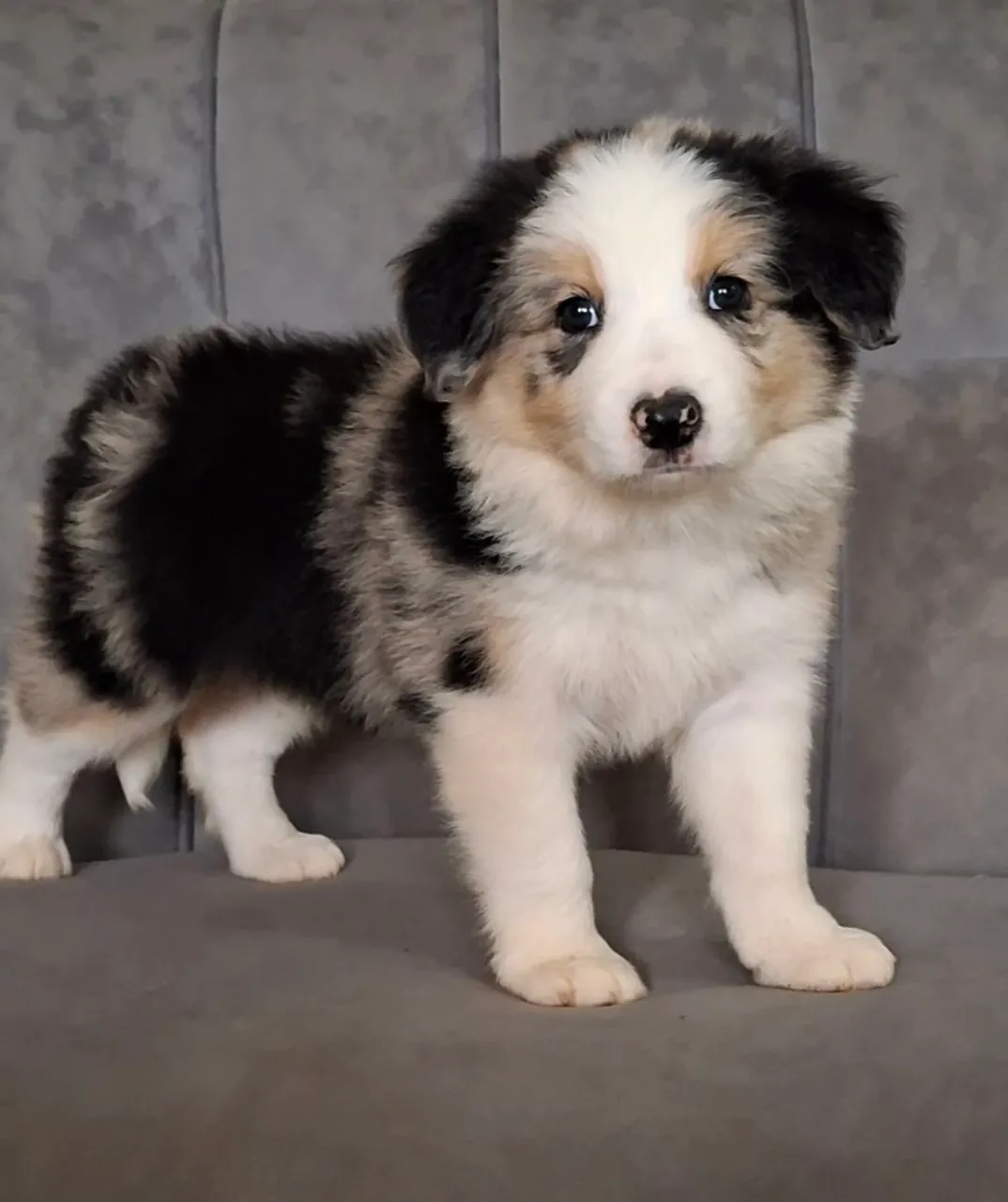Filhotes de Border collie @border.collie.br