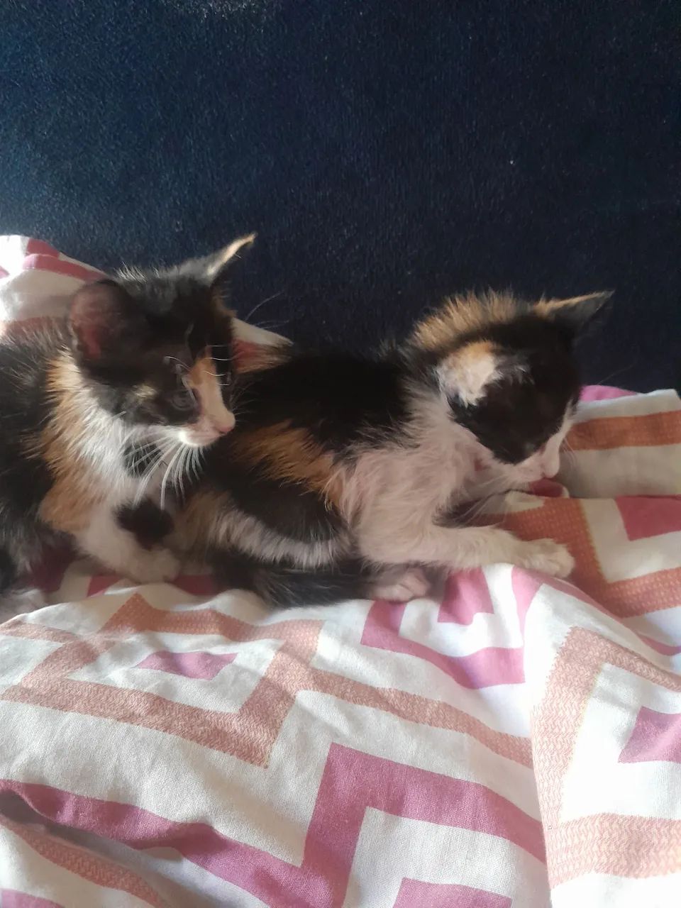 Gatinhos achados no terminal livramento faço entrega para teresina,Timom e altos - Foto 4