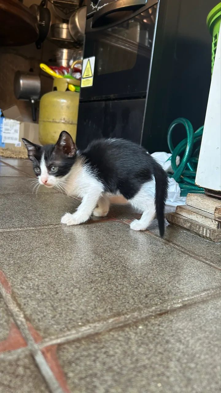 Gatinhos para doação 