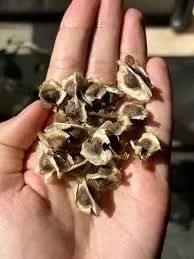 Sementes de moringa/ Árvore da vida - Foto 3