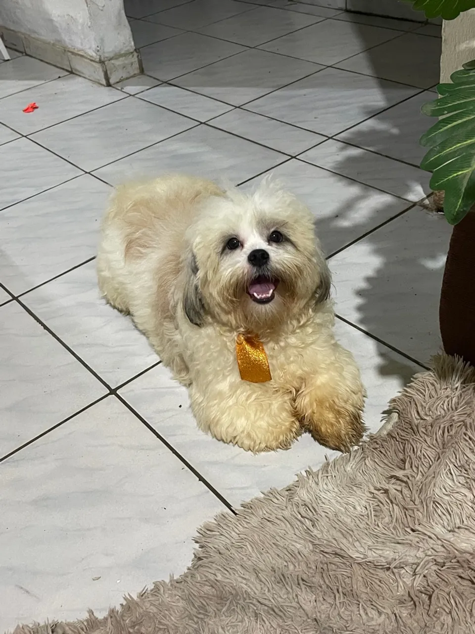 Shih Tzu macho