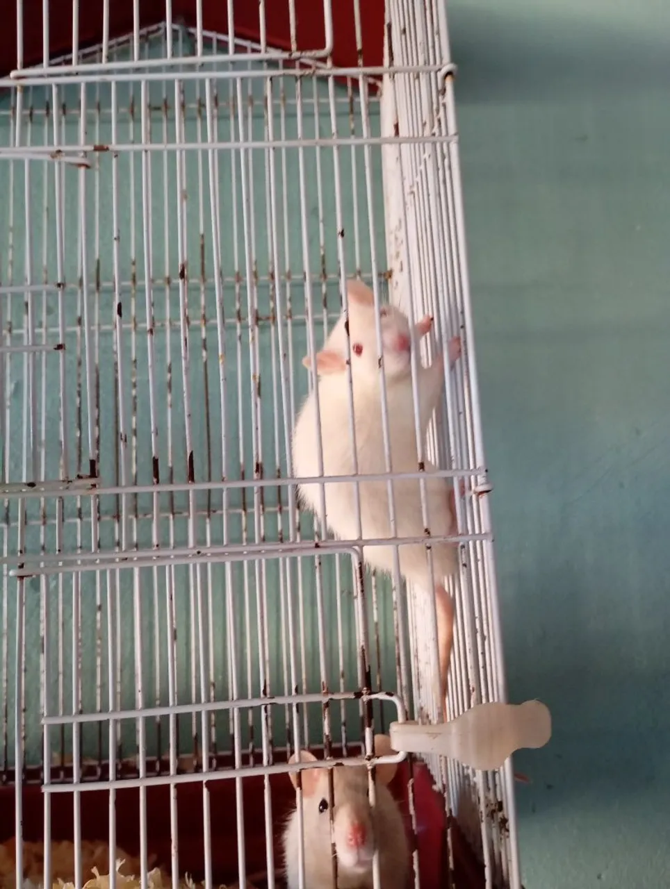 Ratos Twister são duas fêmeas e um macho