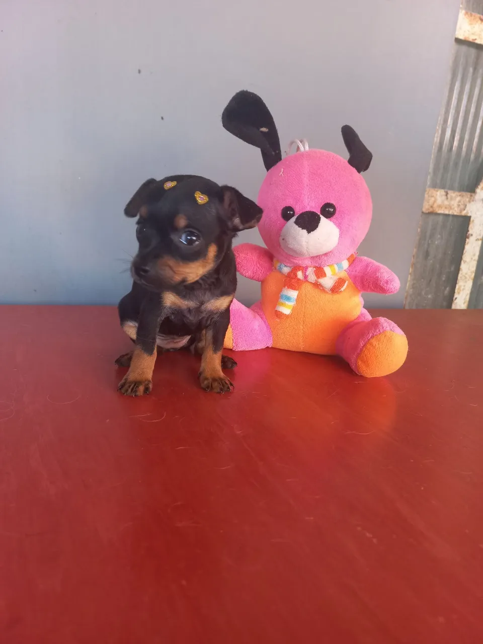 Filhote de Pinscher disponível!
