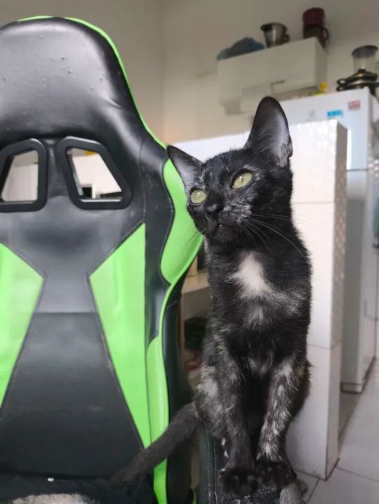 Filhote disponível para adoção responsável  - Foto 3