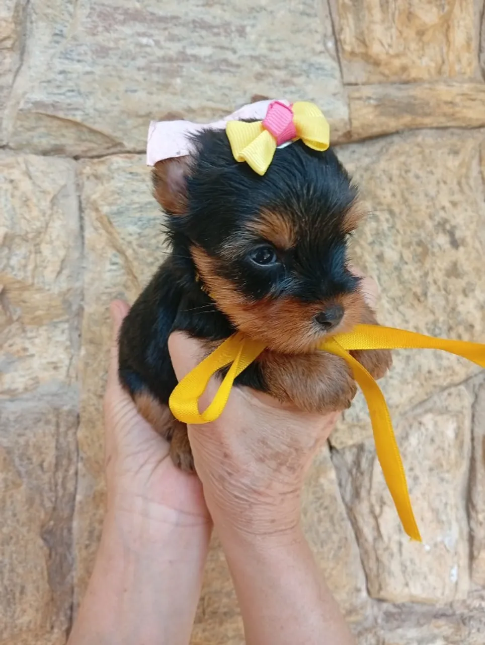 Fofurinhas de Yorkshire Disponíveis - Um Mais Lindo Que o Outro!