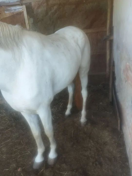 Cavalo castrado manga larga marcha picada manso  - Foto 4